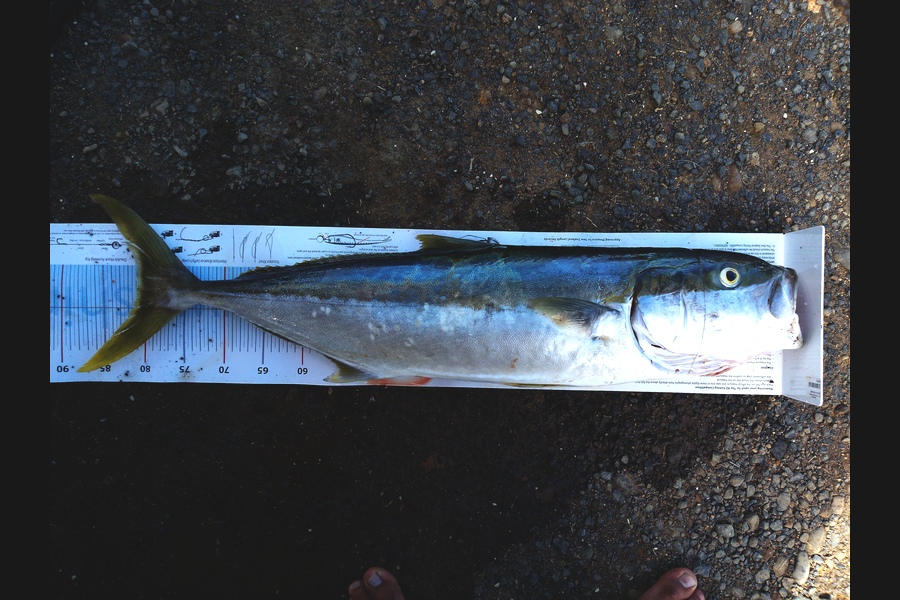 Benaja Oushana caught this 81cm Kingfish at Coromandel during The Export NZ Fishing Competition
